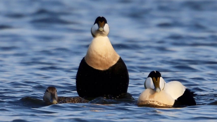 TopvanTexel's tweet photo. Prachtig om te zien hoe de #Eider mannetjes om de beurt proberen het vrouwtje te imponeren in de #Slufter op #Texel! @waarneming @NPTexel https://t.co/hxiNVpJlLE