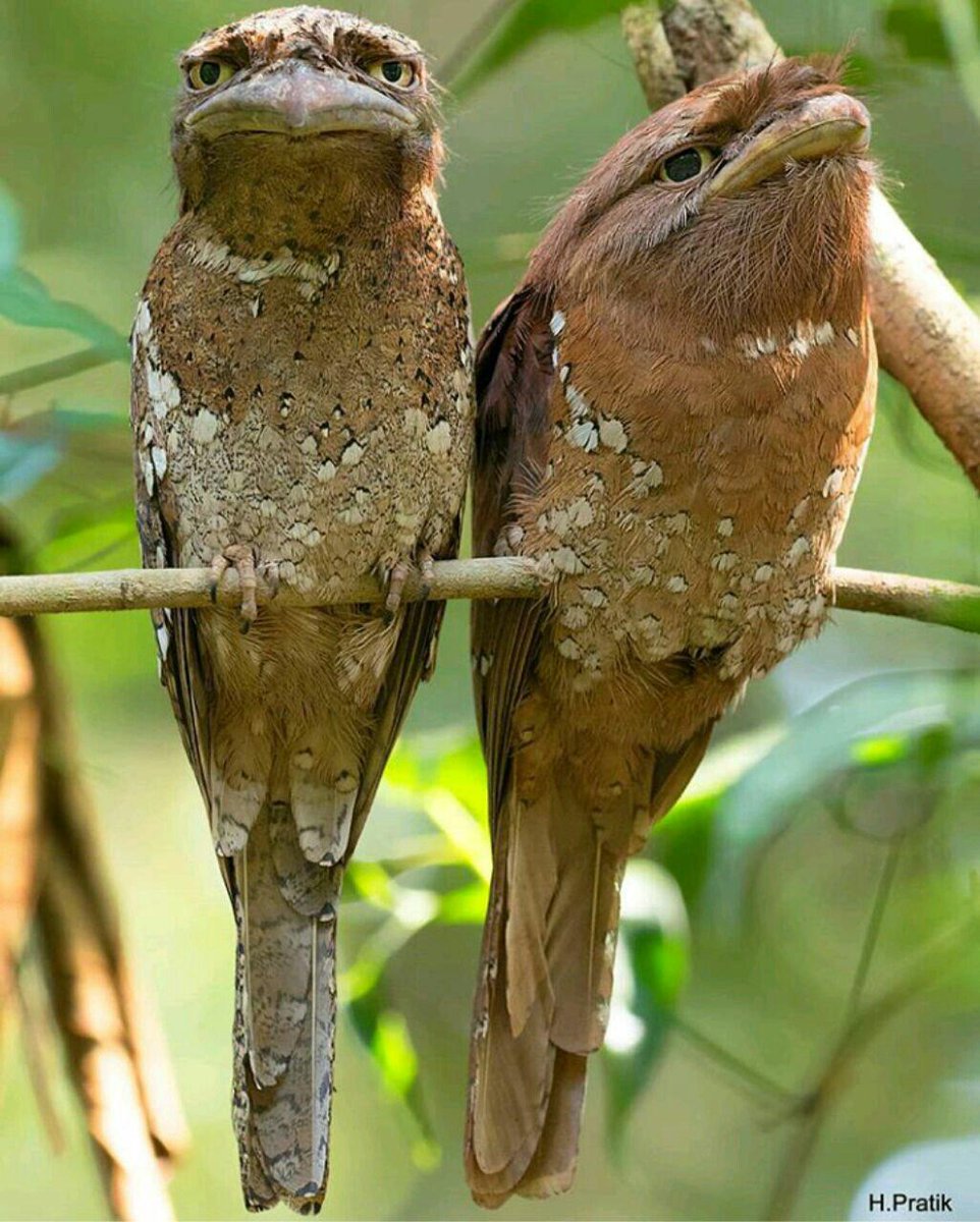 mmpk021's tweet photo. A highly camouflaged which gets mixed with dry leafs making it most difficult to spot. These are found mostly in dense forests of western Ghat region in India. 
Ceylon Frogmouth 
Kerala, India 
Credits : @prarikhumnabadkar
@PhotoliciousWorld https://t.co/vfEoE89p5k