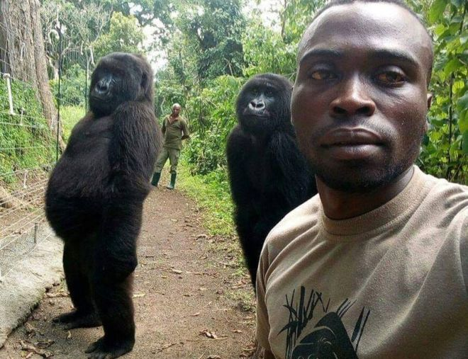 Esta foto se tomó en el Parque Nacional Virunga, en la República Democrática del Congo. Dos gorilas posando como personas para el selfie. Pero tiene explicación: al parecer, cuando los gorilas tienen mucha curiosidad por algo, se levantan para ver lo que es 😀