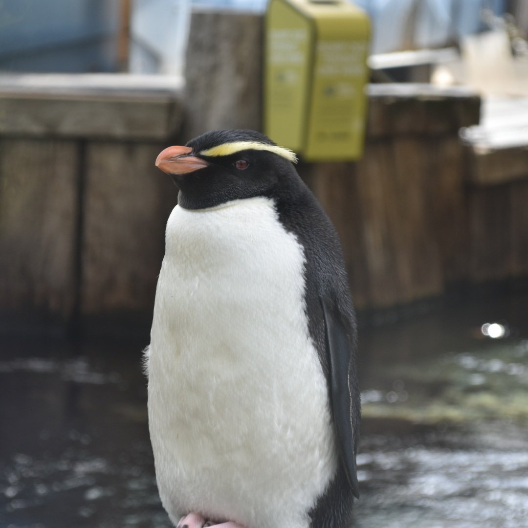 うに 旅好猫飼 フィヨルドランドペンギン気になる人多そうなので 追加で投下しときます T Co Akglonrvcr Twitter