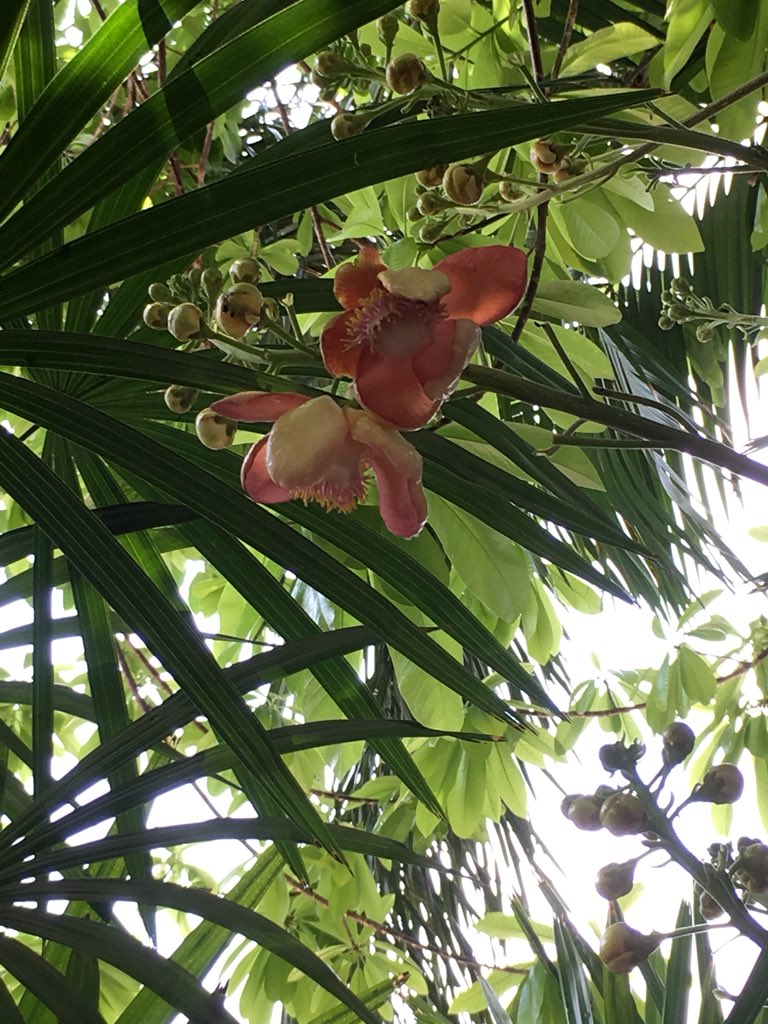 kanzensaiseiki's tweet photo. Another beatutiful blossom of Shala or Shorea robusta as what can be admired in Thai “ ดอกสาละเบ่งบานสว่างไสว สิ่งดีจะบังเกิดแก่ผู้พบเห็น “ https://t.co/szAhB69ykD
