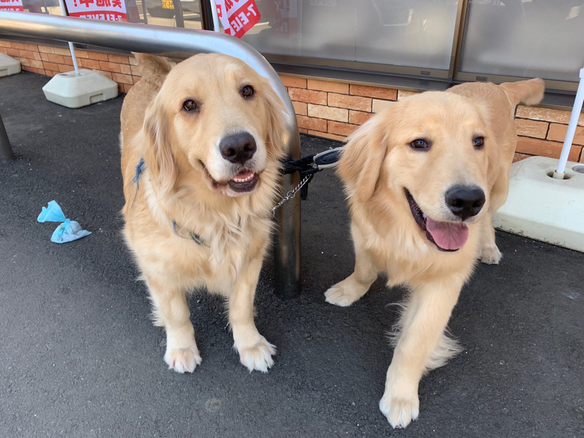 最愛のゴールデンレトリバーたち 笑うゴールデン二頭 ケータイいじってたら前の写真がかわいくて T Co Upzj43t6xd Twitter