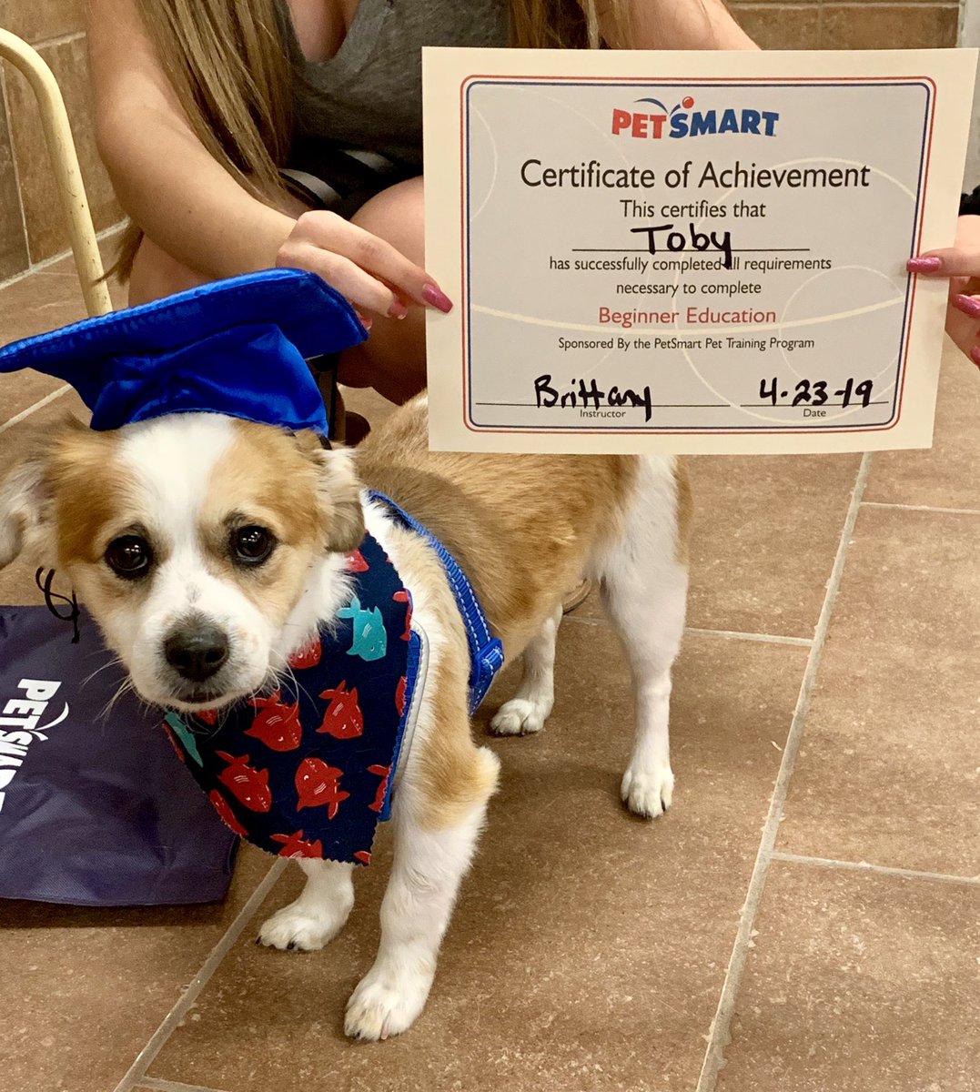 petsmart puppy school