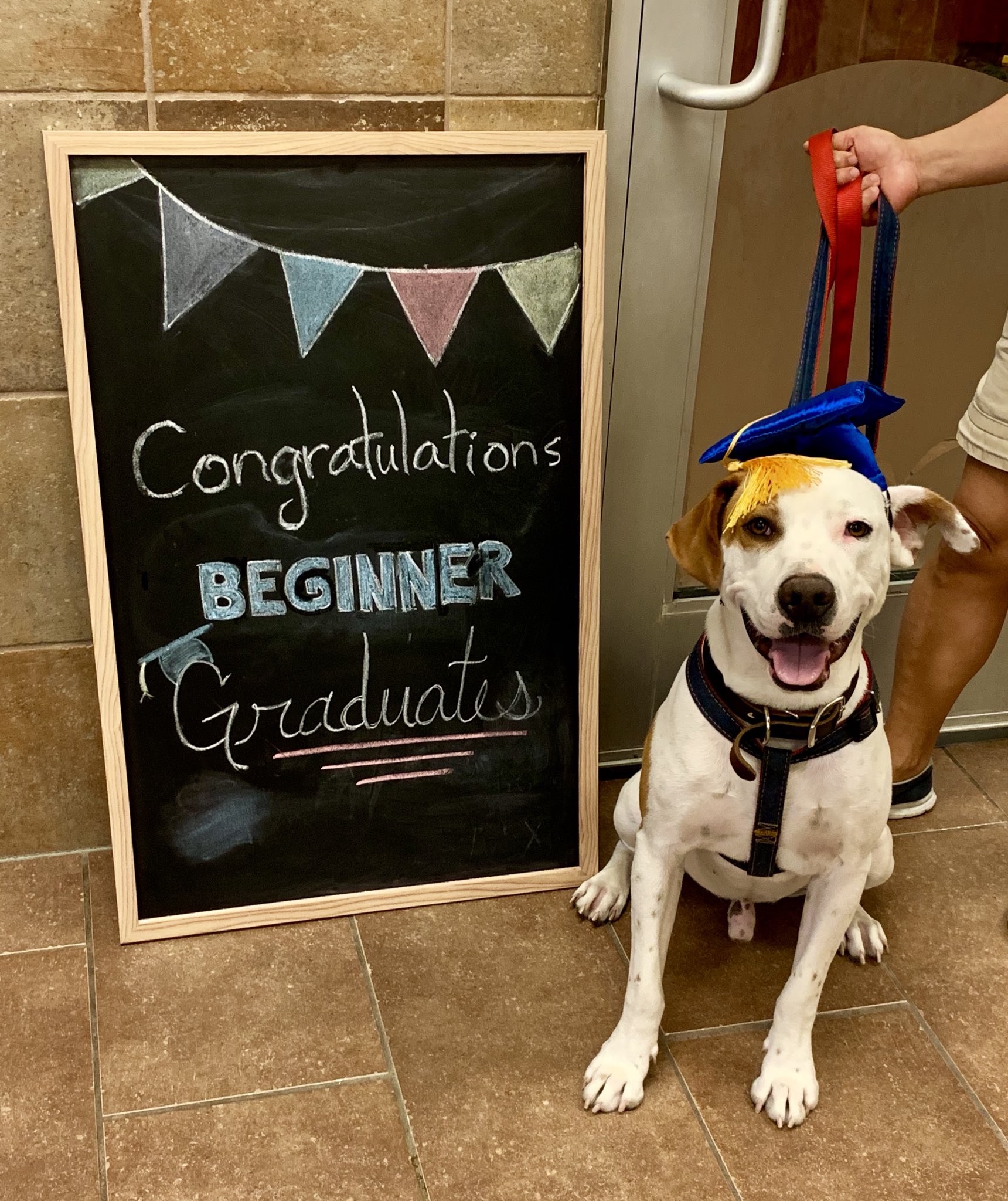 Petsmart intermediate hotsell dog training