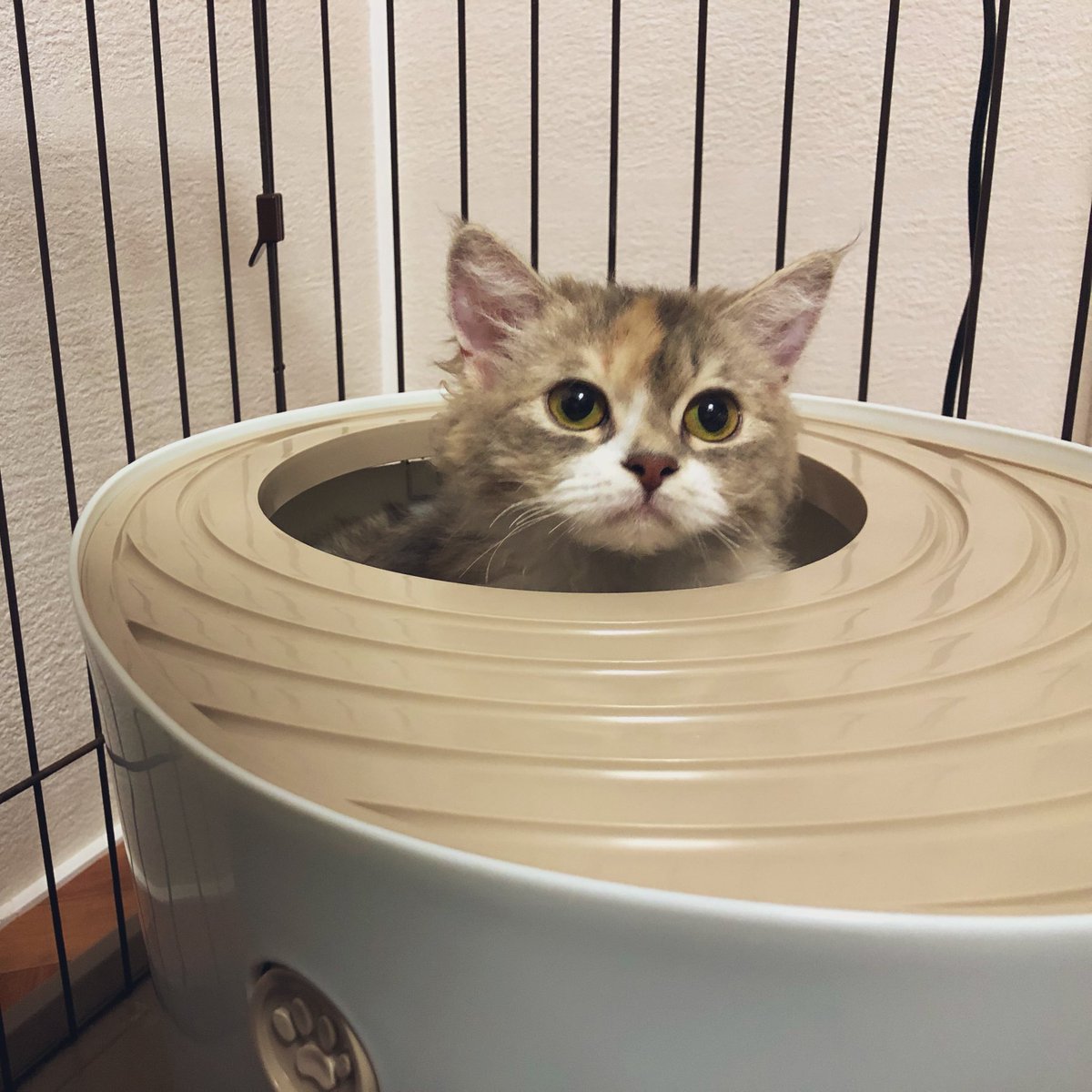 Twitter पर チョリータパキータ 猫トイレの砂を盛大に撒き散らかして遊ばれてしまうので 西太后のだるま女 的な壺の形のトイレにしてみました 砂の掃除のストレス が減って快適です セルカークレックス Cat 猫