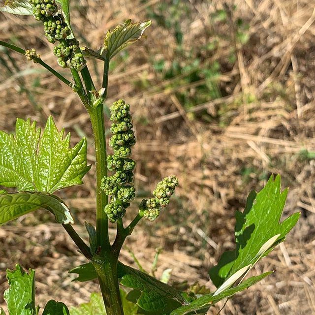 ehoffman73's tweet photo. Soon to be wonderful wines from a very unique winemaker at @jrwinery in #healdsburg.  Great tour, great tasting and the his stories are outstanding!  #wine #winetasting #winery #jrickardswinery #california #hothothot https://t.co/wQ6L4SO293 https://t.co/3rRAzTauAr