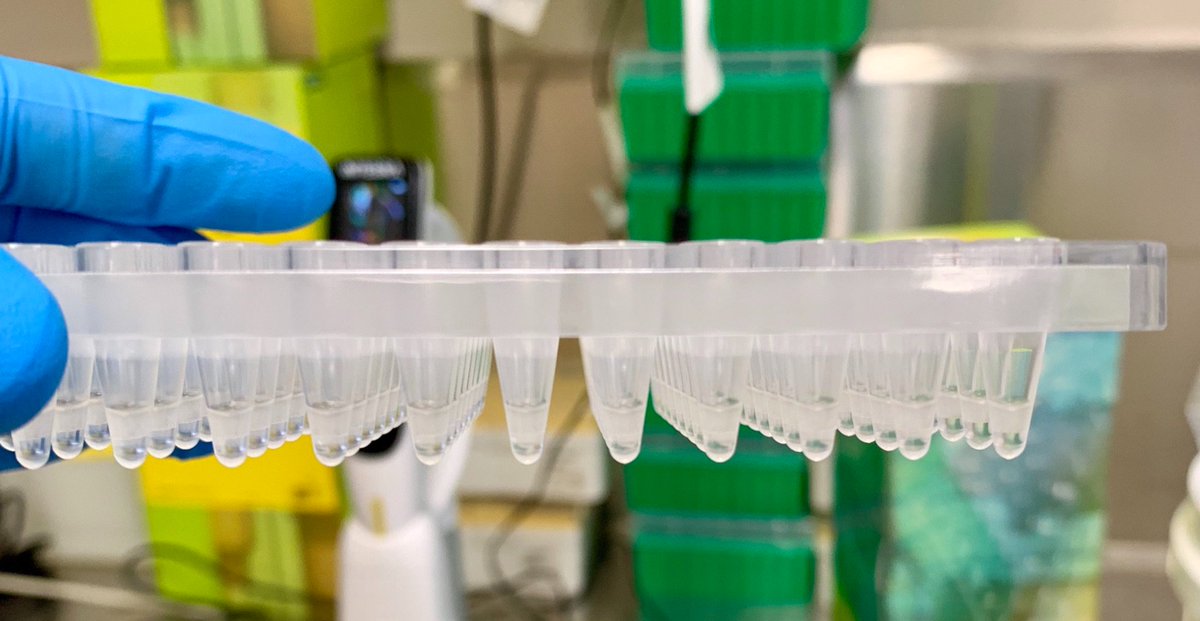 Check out these droplets! First plate of ddPCR <a href="/aims_gov_au/">Australian Institute of Marine Science</a> cooking away. @GatesCoralLab <a href="/Coral_AE/">Assisted Evolution</a> #coral