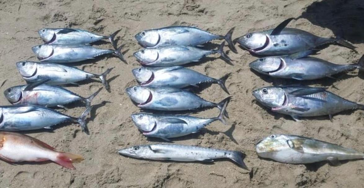 CoastalFishingC's tweet photo. Good day we would say. 
. 
#coastalfishing #coastalfishingco #coastalfishingcompany #inshore #fishingrods #fishinglife #saltwater #saltwaterlife #saltwaterlure #saltwaterfishingrod #saltwaterrod #fishingcatch #tuna #perch #flounder https://t.co/sUCyfZ3D3I