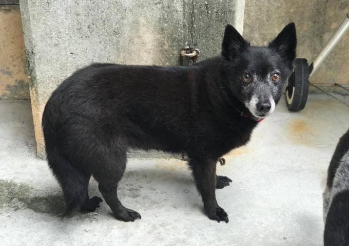 里親募集 のtwitterイラスト検索結果 古い順