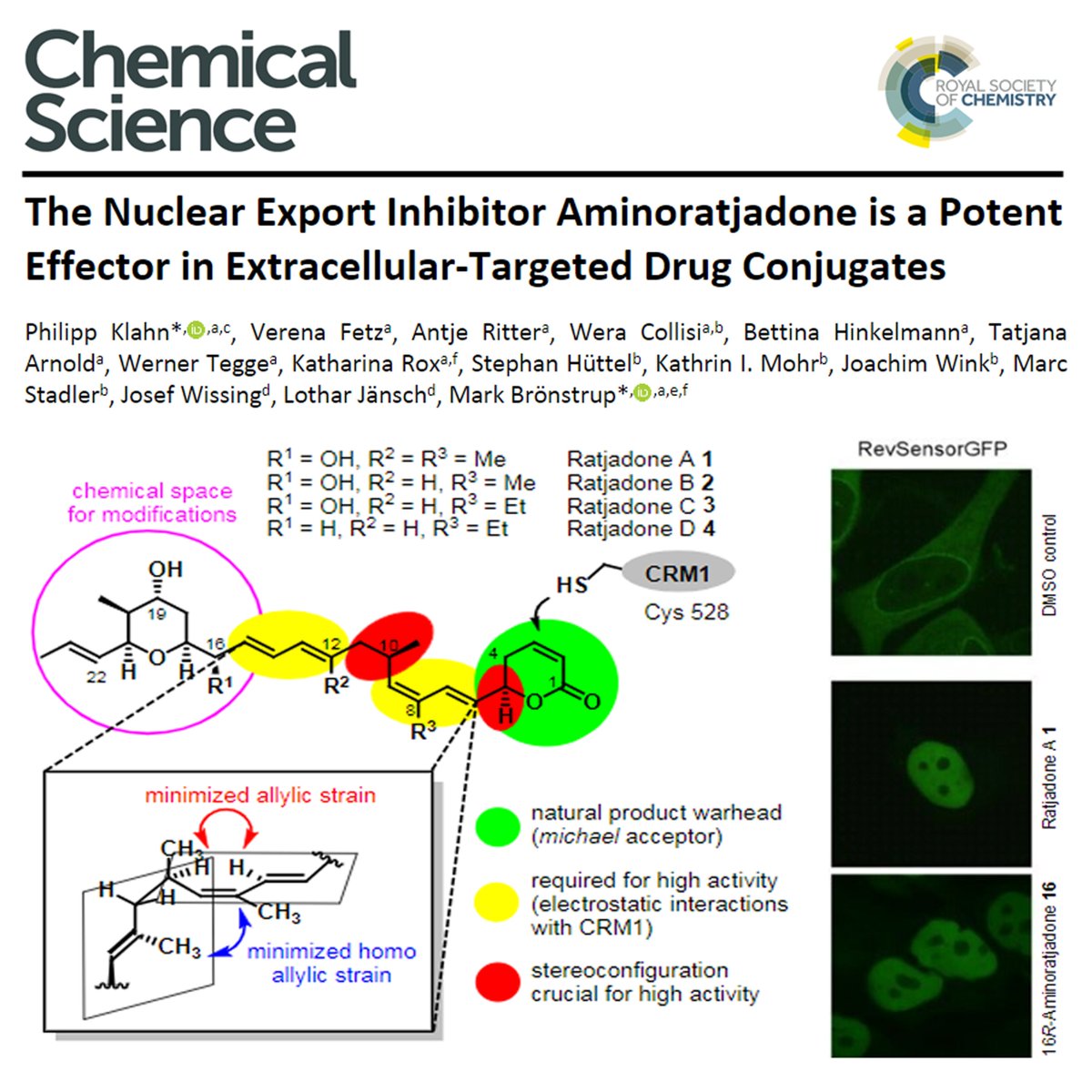 The Nuclear Export Inhibitor Aminoratjadone is a Potent Effector in Extracellular-Targeted Drug Conjugates  

inpst.net/the-nuclear-ex…  

#INPST #science #research #scicomm #medicine #chemistry #biochemistry #pharma #pharmacology #NuclearExport #DrugConjugates