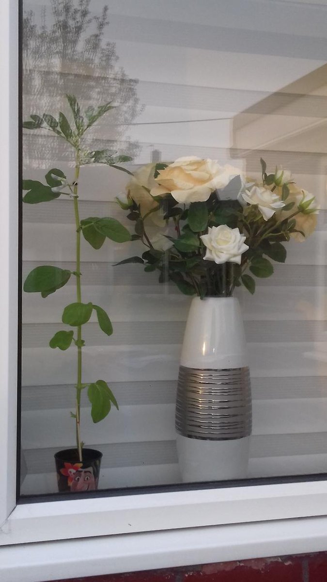 RobynSBailey's tweet photo. @BHCohort2526 look at the size of Aaron's plant! It's getting taller than my flowers๐๐ #bhscience https://t.co/hxlxp02ODU