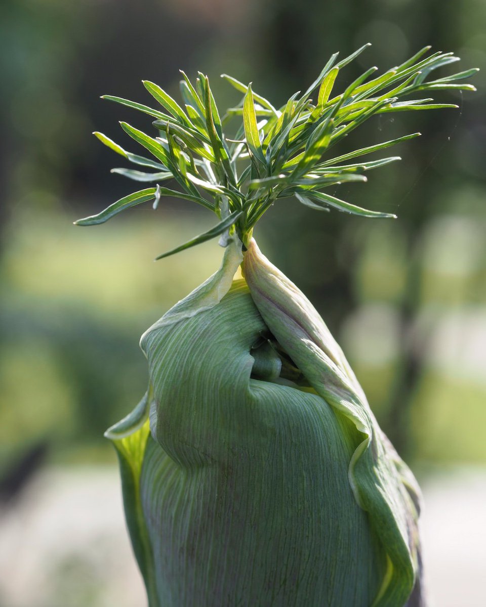 Dougthegardener's tweet photo. Hello
Is that the summer sun, is it time to wake up and stretch my leaves?
I am Actaea simplex 'Prichards Giant'
Larch cottage describe me as a tall and stately plant.
But today I am just waking up.
#bugbane
#spring https://t.co/27Llg1kpSB
