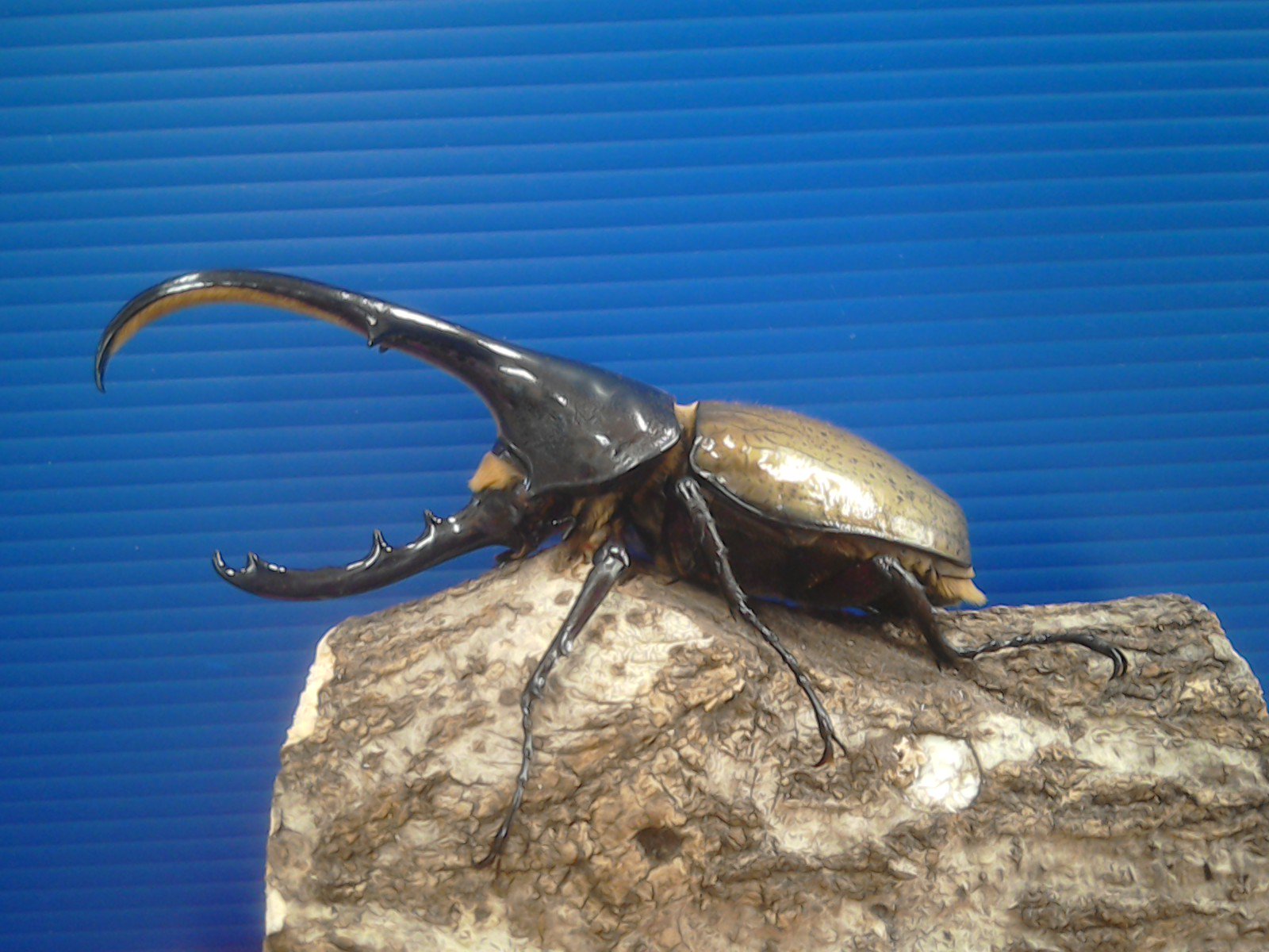 アミーゴ鳳店 アミーゴ鳳店からお知らせです 遂に 今年もヘラクレスオオカブト ヘラクレス ヘラクレス 130mmup ペアで入荷致しました 他にもニジイロクワガタやセレベス アルキデスヒラタ 等入荷しております アミーゴ鳳店 ヘラクレスオオカブト