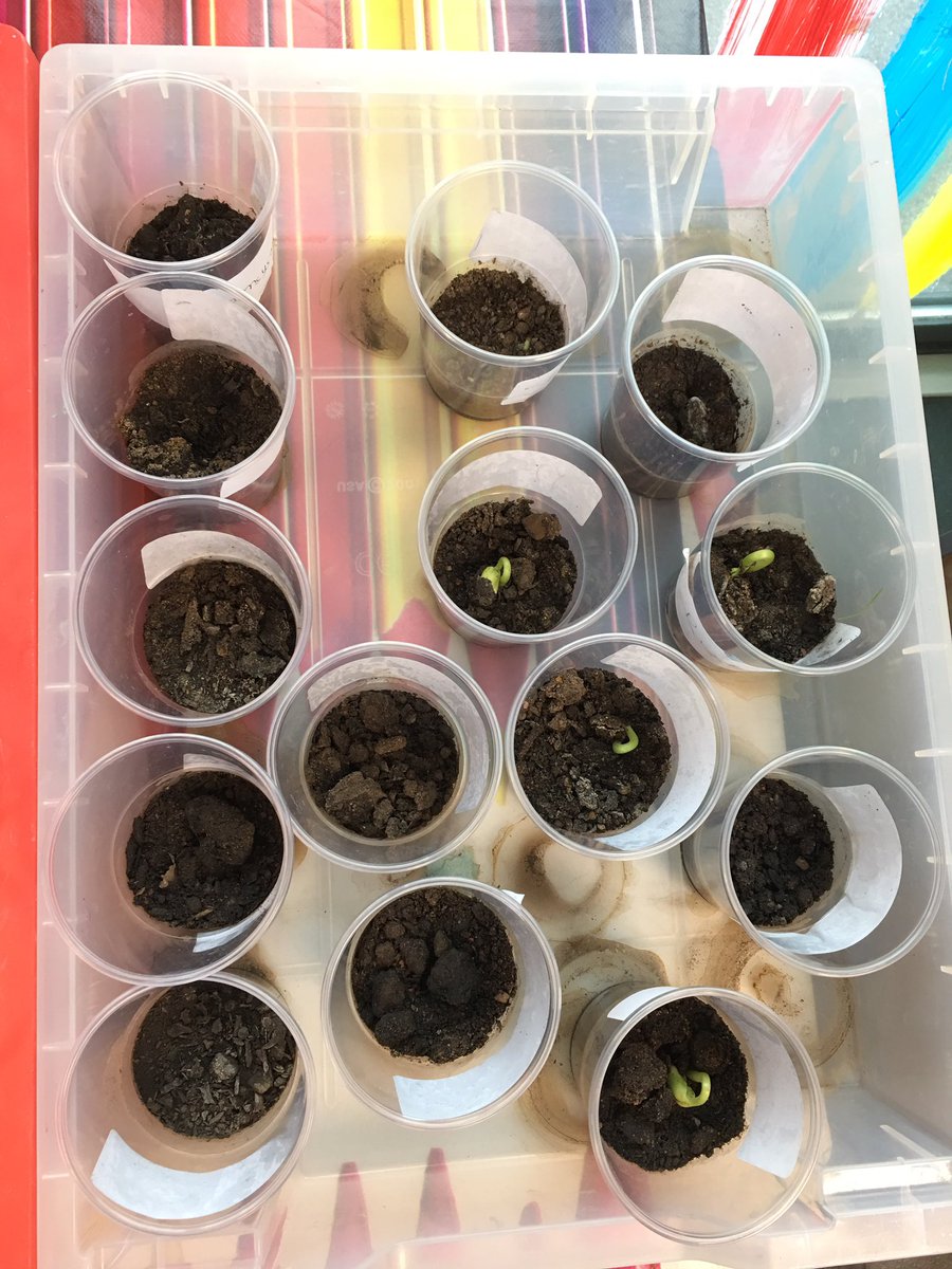 Year1MissB's tweet photo. Bean plants are sprouting! #PrimaryScience 🌱 https://t.co/SspY8kRGup