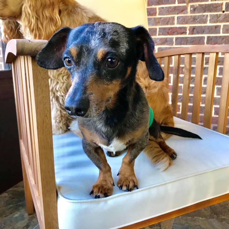 Say hello to Jack, the newest member of the GetALong family. He’s settling in nicely in his foster home and he absolutely loves his 4 foster doggy siblings. He’s about 8 years old, 7 pounds, and full of energy!