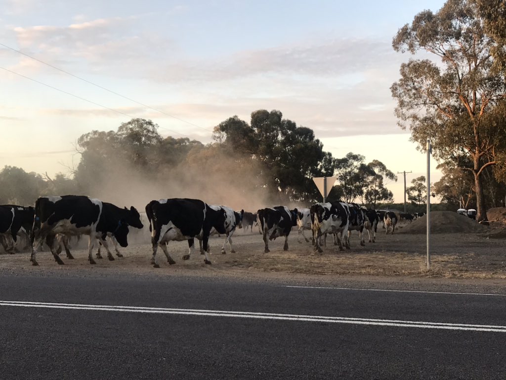 JackieNOONS's tweet photo. My drive home from work came to a standstill for a little while #Moo #Cattle @VicFarmers #PleaseBringRain  🌧 https://t.co/v8luII22wU