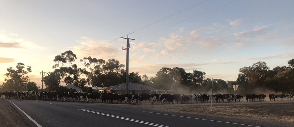 JackieNOONS's tweet photo. My drive home from work came to a standstill for a little while #Moo #Cattle @VicFarmers #PleaseBringRain  🌧 https://t.co/v8luII22wU