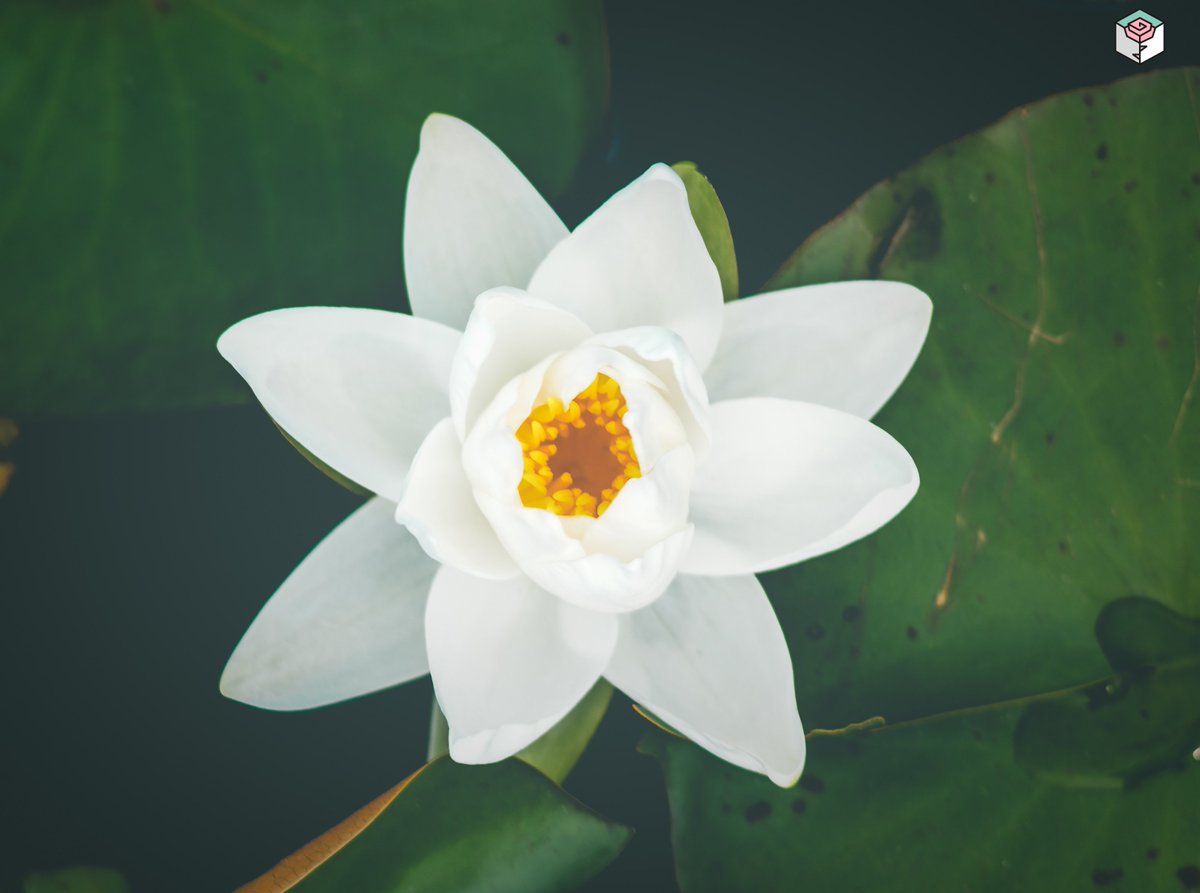 Rosasinbox's tweet photo. El loto blanco se asocia a la mente y la perfección espiritual. 
Una de sus características que más llama la atención es que al llegar la noche, cierra sus pétalos y se sumerge en el agua de donde sale con los primeros rayos de sol🌞

#RosasInBox #lotoblanco #mente #espiritu https://t.co/g0YId6nuz1