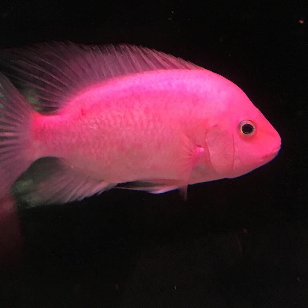 パープルローズクィーンシクリッド【熱帯魚】