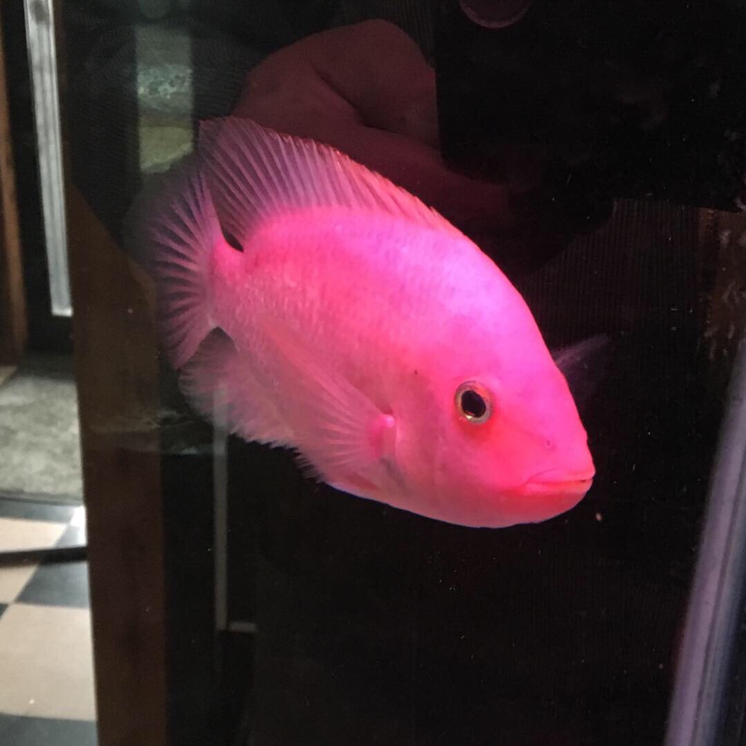 パープルローズクィーンシクリッド【熱帯魚】