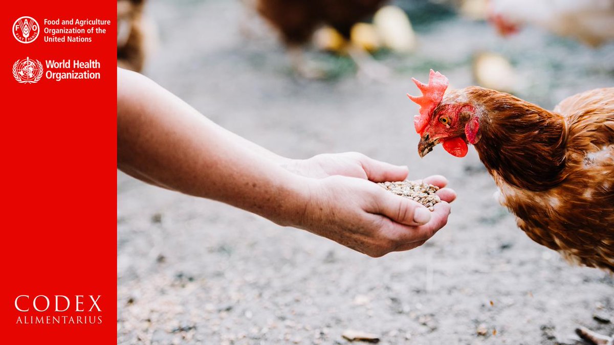 Дай курицу. Дай курицу. Курица клюет. Дай курицу. Куры.