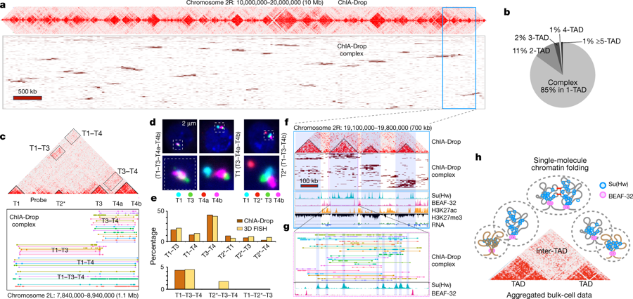 ArborBio's tweet photo. Great paper put of @JacksonLab showing confirmation of ChiA-Drop, aka single-cell Hi-C, with 3D FISH using #myTags probes.
https://t.co/XekX1LuGFh https://t.co/rrAXH3Vl9W