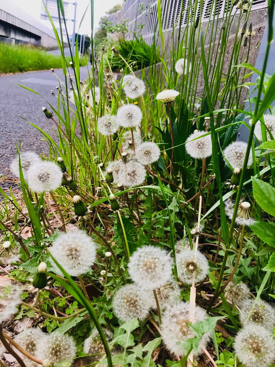 Koh Photographer 道端にタンポポの綿毛がいっぱい 今夜は雨の予報だけど 大丈夫かな 綿毛の花言葉は 別離 だそうで なるほど タンポポ 綿毛 花言葉