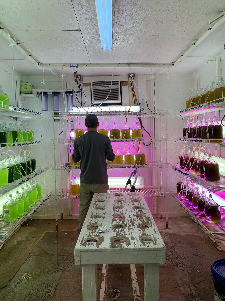 algafeed's tweet image. Yesterday we worked with Toogoodoo Oyster Co. to get their algae room up and running. They have a fantastic operation and delicious Toogoodoozie oysters! Special thanks to Bryan for giving us the grand tour! #microalgae #algae #hatcheries #oysters #shellfish
