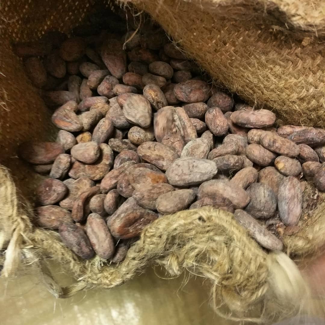 ProperChocolate's tweet photo. First sorting session for the Mexican Finca la Rioja El Vado (6 days)! Gorgeous beans, beautifully prepared. Bravo @fincalarioja - can't wait to make our first batch!

#beantobar #specialtychocolate #madeindublin #handsorting https://t.co/tlSUafbDhm