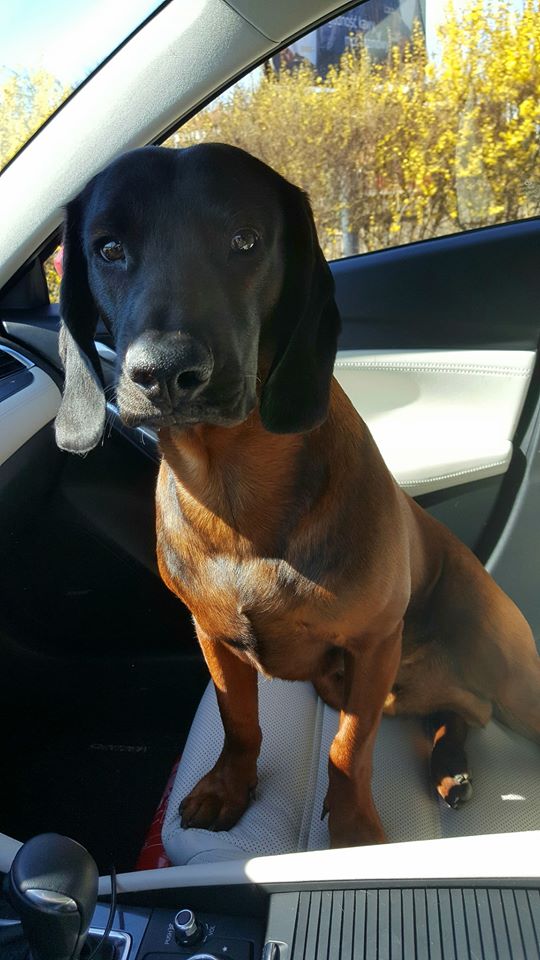 EuroMat_Okna's tweet photo. 👩‍🔧 W doborowym towarzystwie praca to czysta przyjemność! 🐕

🐣 Po świątecznym odpoczynku wspólne z prezesem firmy, Szanownym Panem Bambim ruszamy do naszych klientów, by realizować przyjęte zlecenia pomiarowe okien #Trocal z linii produkcyjnej @WitrazOkna 🚗📏🐾🙂 https://t.co/vRl37VbKt0