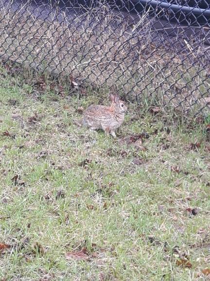 NoahTompkins7's tweet image. Easter bunny spotted leaving @Bayview_Yards  this morning 🐰explains all the chocolate in the kitchen... #IOaccelerator #Ottawa