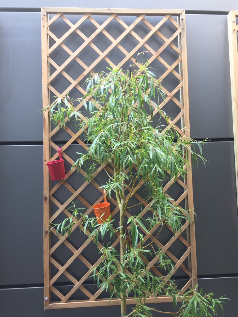 GMGillMaxwell's tweet photo. Day 2 of our sustainability plan...with more than a little help from our friends @CardwellGC Expert advice and beautiful trellis and willow trees supplied #Sustainability #GLA1 #DeliveringSmiles @amazonnews @AmazonNewsUK https://t.co/rcK0F87dBF