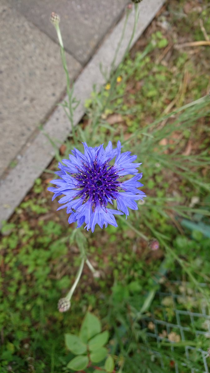 道人 Na Twitteru 青紫色の花をもう1つ 花 花好きな人と繋がりたい ウォーキング途中 道端で見つけた花 道端で咲く花 道端の花 青紫色の花 矢車菊 ヤグルマギク 矢車草 ヤグルマソウ Flowers Flowerslover Cornflower Bachelorsbutton Bluebottle