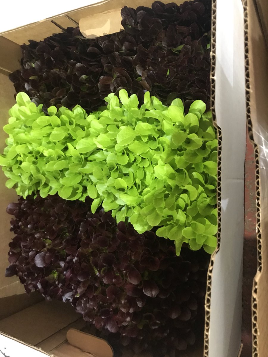 LimeKing3's tweet photo. Just arrived fresh from @little_cress for delivery tomorrow to our customers can’t get much fresher then that fantastic produce Dave! 👍😃 anyone else looking for theses fantastic produce get in touch with myself or @jtattshotmailc1 https://t.co/5JDiUT4lm6