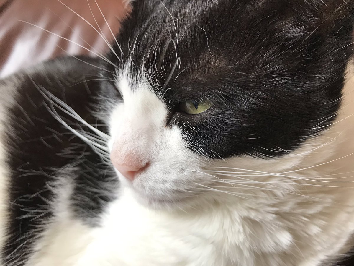 RoxyCat9's tweet photo. Happy #WhiskersWednesday furriends 😻🐾🐾 #CatsofTwitter #RoxyCat https://t.co/gYbZ0xlmh3