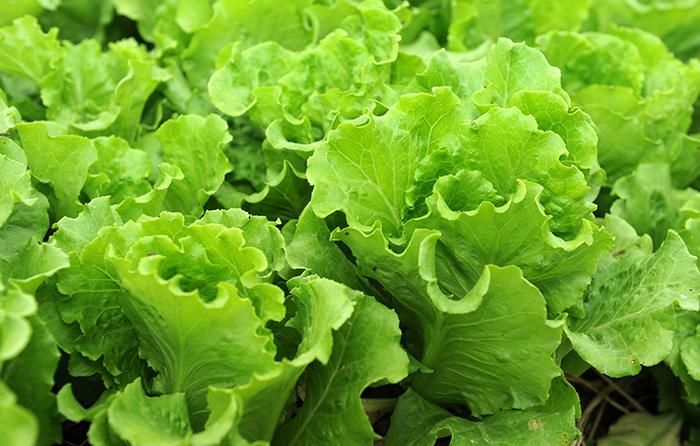 Lets go green! Invest in rape, tsunga, covo, spinach and lettuce, visit our website today; youfarm.co.zw
#InvestingInAgriculture
#AgriTech
#ChooseFarming