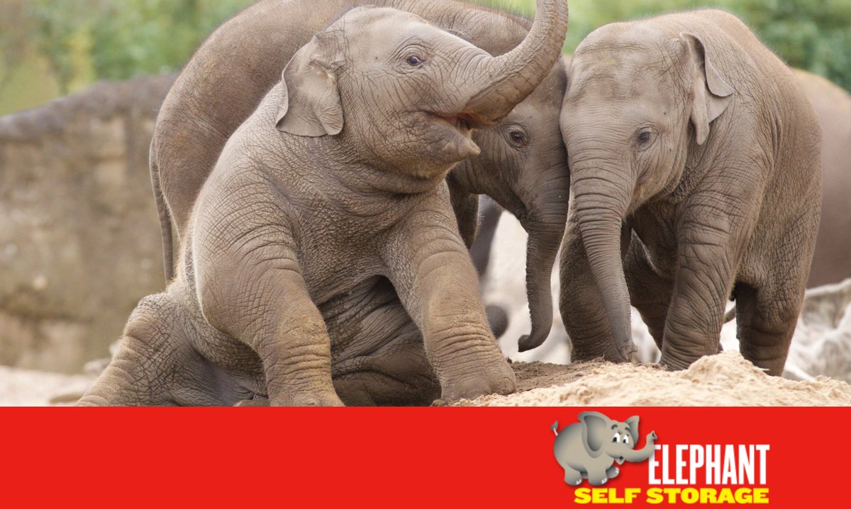 ElephantStorage's tweet image. 🐘🐘 @ElephantStorage , Elephant of the Month, Samiya 🐘🐘

Samiya, meaning 'incomparable' was named following a public competition on the @DublinZoo Facebook Page

elephant.ie/elephant-self-……/

#Elephantstorage #Elephantofthemonth #DublinStorage