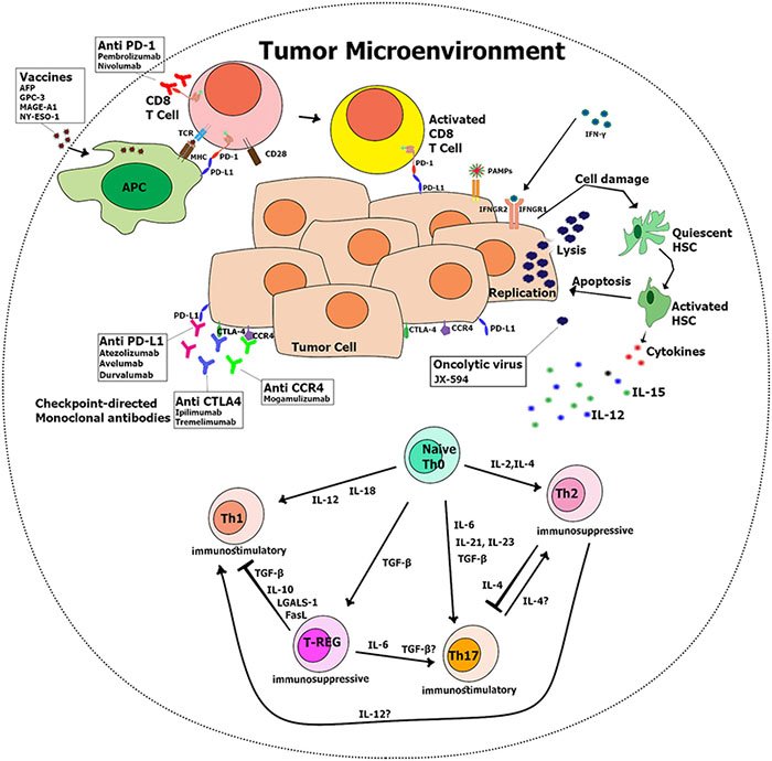 AASLD (@aasldtweets) on Twitter photo From <a href="/HEP_Journal/">HEPATOLOGY Journal</a>: "Challenges and Opportunities in the Clinical Development of Immune Checkpoint Inhibitors for Hepatocellular Carcinoma" bit.ly/2XCEB2d #AASLDjournals #HCC From <a href="/HEP_Journal/">HEPATOLOGY Journal</a>: "Challenges and Opportunities in the Clinical Development of Immune Checkpoint Inhibitors for Hepatocellular Carcinoma" bit.ly/2XCEB2d #AASLDjournals #HCC