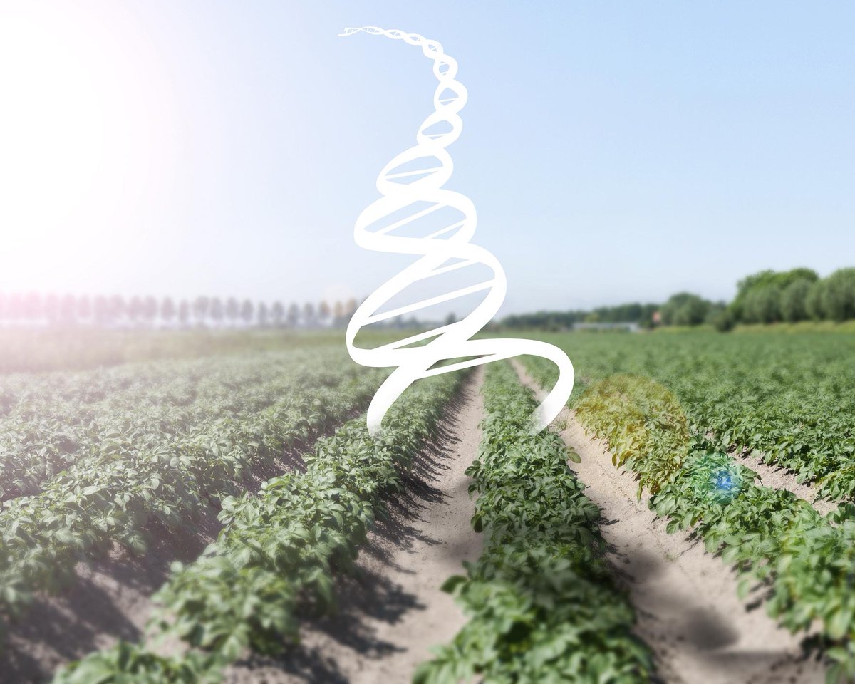 EurofinsAgroUK's tweet photo. More growers are starting to test plants before there's any sign of disease, now the technology is available in the UK: https://t.co/jWbBBdgx5D #croptesting https://t.co/ZwFb4yIKXy