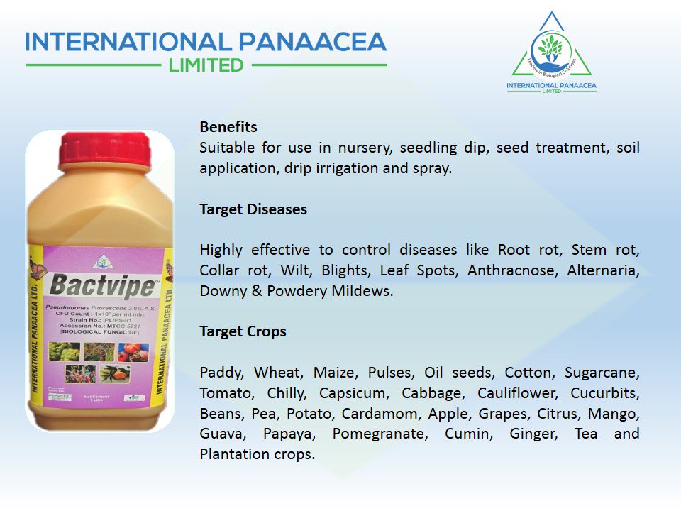 IPLBiologicals's tweet image. We offer our best #BiologicalFungicide #Bactvipe for control #diseases like Root rot, Stem rot, Anthracnose, Alternaria, Downy &amp;amp; Powdery #Mildews

#organicfarming #agriculture #farmers #crops #vegetables @IPLBiologicals