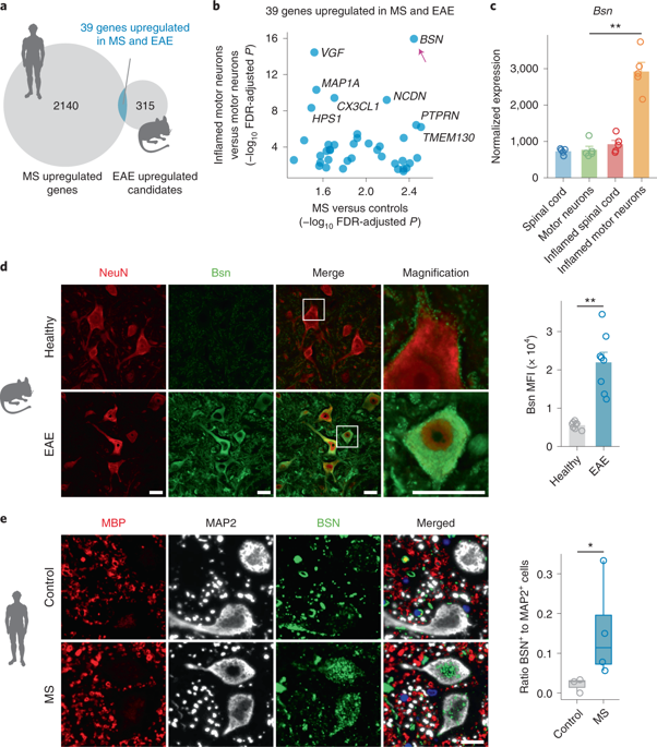 Nature Neuroscience tweet media