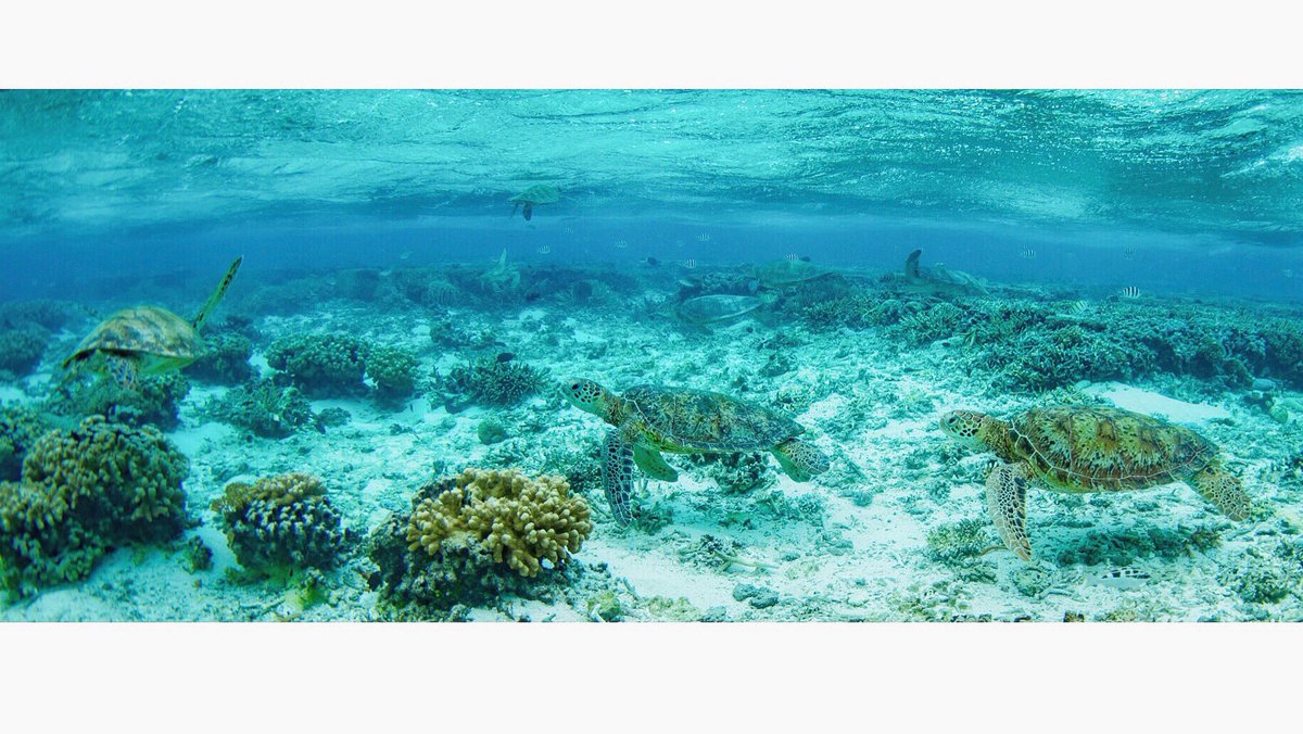 itTheirwins's tweet photo. Here’s a ‘turtley’ awesome game (‘sea’ what I did there!) How many sea turtles are in this photo? https://t.co/YIkcDKNxCD