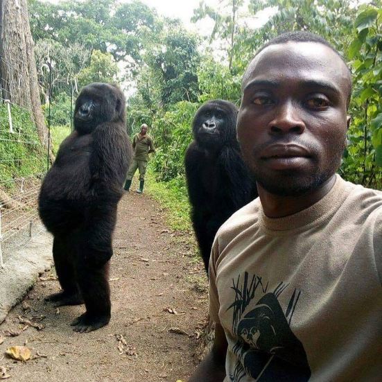 FOX29philly's tweet photo. BEST. SELFIE. EVER. A pair of cheeky female gorillas and their caretakers served face for the camera and, naturally, went viral. 🦍💕

STORY: https://t.co/8hSarCIn03 
📷: @gorillacd https://t.co/DnSKoX8sq9