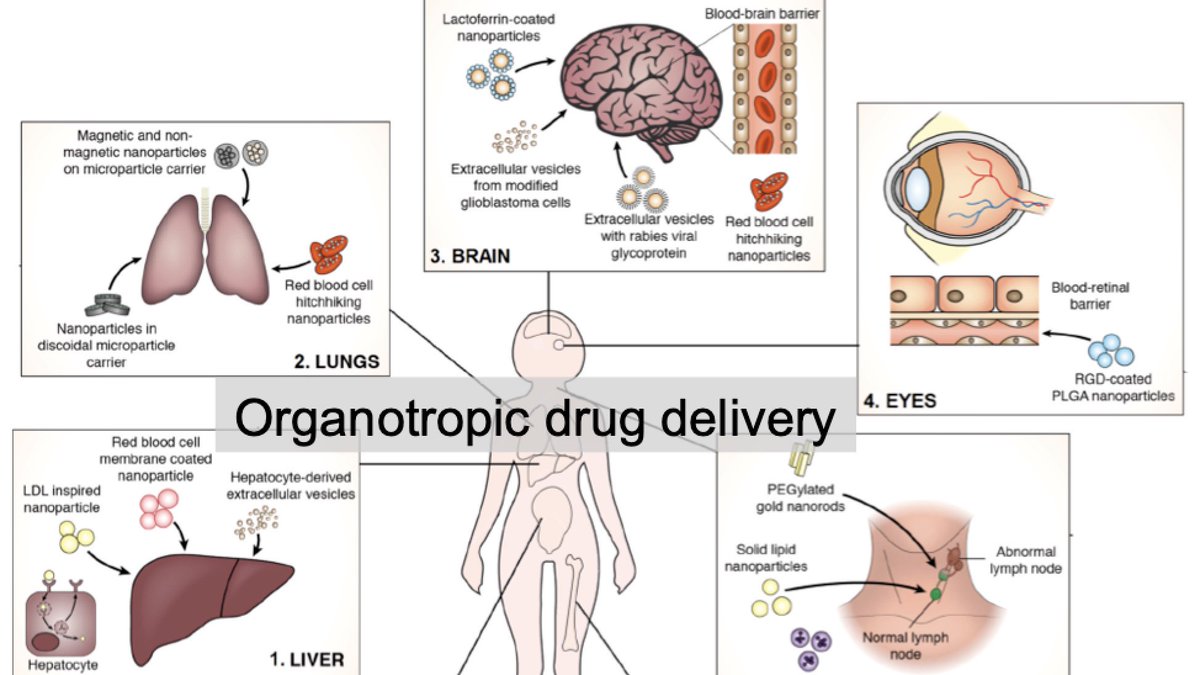 Joy Wolfram, PhD (@wolframjoy) on Twitter photo Latest publication! <a href="/Sara_Busatto/">Sara Busatto, Ph.D.</a> <a href="/ShaneShapiroMD/">Shane Shapiro</a> #Nanomedicine #DrugDelivery Excited to be included in topical issue with #NanoSuperstars Torchilin, Bashir, Langer, Grodzinski <a href="/khademh/">Ali Khademhosseini</a> <a href="/NPeppas/">Nicholas A. Peppas</a> @TejalDesaiUCSF <a href="/GrattoniLab/">Grattoni lab</a> <a href="/pgdecuzzi/">Paolo G. Decuzzi</a> <a href="/ChiappiniLab/">Chiappini Lab</a>... link.springer.com/article/10.100… Latest publication! <a href="/Sara_Busatto/">Sara Busatto, Ph.D.</a> <a href="/ShaneShapiroMD/">Shane Shapiro</a> #Nanomedicine #DrugDelivery Excited to be included in topical issue with #NanoSuperstars Torchilin, Bashir, Langer, Grodzinski <a href="/khademh/">Ali Khademhosseini</a> <a href="/NPeppas/">Nicholas A. Peppas</a> @TejalDesaiUCSF <a href="/GrattoniLab/">Grattoni lab</a> <a href="/pgdecuzzi/">Paolo G. Decuzzi</a> <a href="/ChiappiniLab/">Chiappini Lab</a>... link.springer.com/article/10.100…