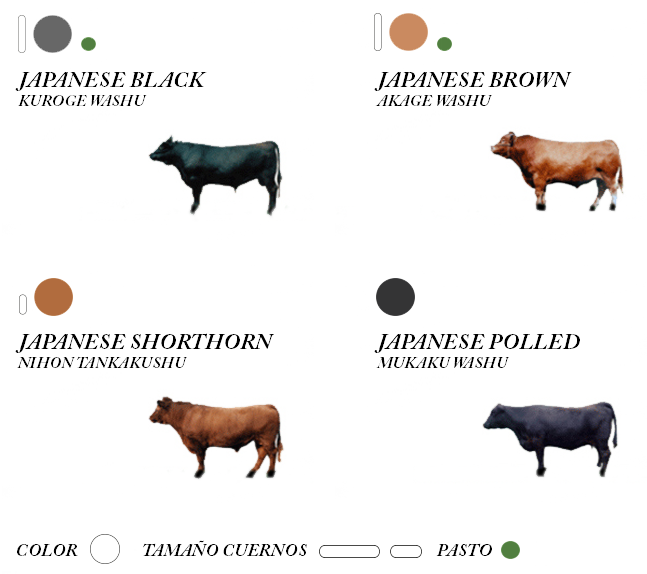 ¿Sabías que existen 4 razas de ganado Wagyu pero todas ellas tienen que ser reses nacidas y criadas en Japón y de linaje puro? 🐂🇯🇵🔝