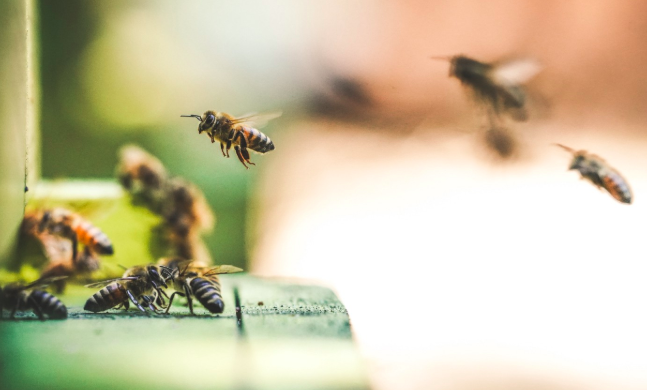 adrianafreitas's tweet photo. What if we tried bee-centered design?
Human-Centered Design Is Broken. Here’s a Better Alternative.
by Jesse Weaver @hairyelefante Director of Entrepreneurial Design @cmci_studio | Cofounder @binderful

https://t.co/nQZnujTY7I https://t.co/dDv003cNXo