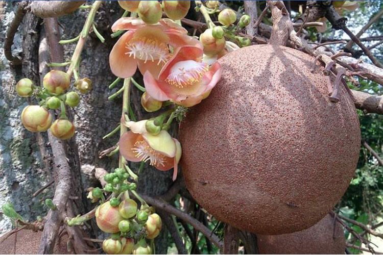 JasonWilliams41's tweet image. Hmmm I wonder what the flowers of the Cannonball Tree smell like #ChrisThorogood, namely Coroupita guianesis of the family Lecythidacae