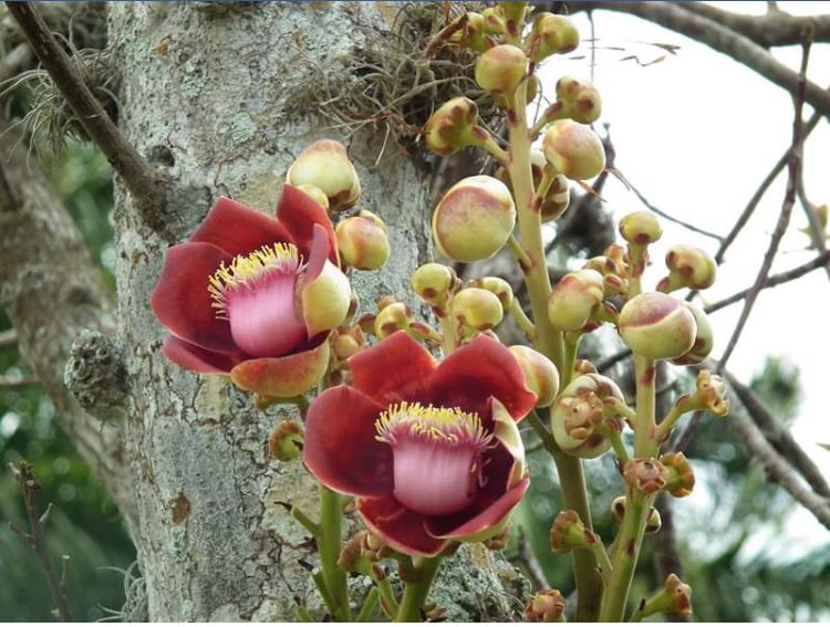JasonWilliams41's tweet image. Hmmm I wonder what the flowers of the Cannonball Tree smell like #ChrisThorogood, namely Coroupita guianesis of the family Lecythidacae