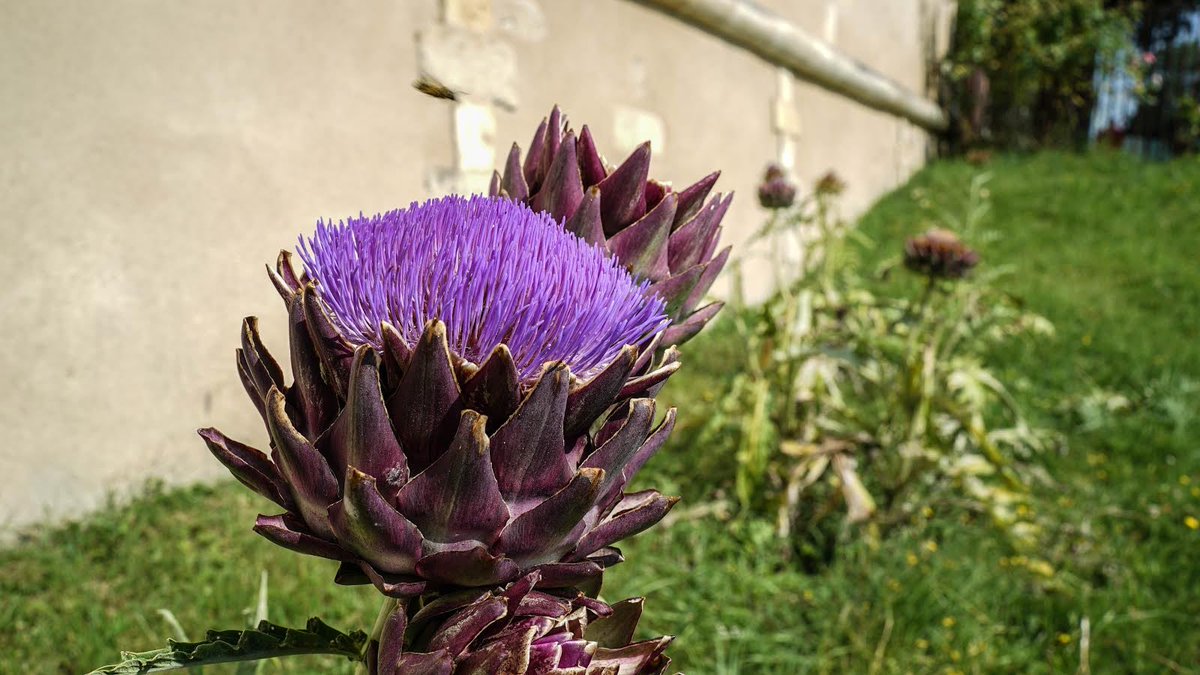 De la couleur du jardin jusque dans vos assiettes... 

#viviendurant #restaurantleprincenoir