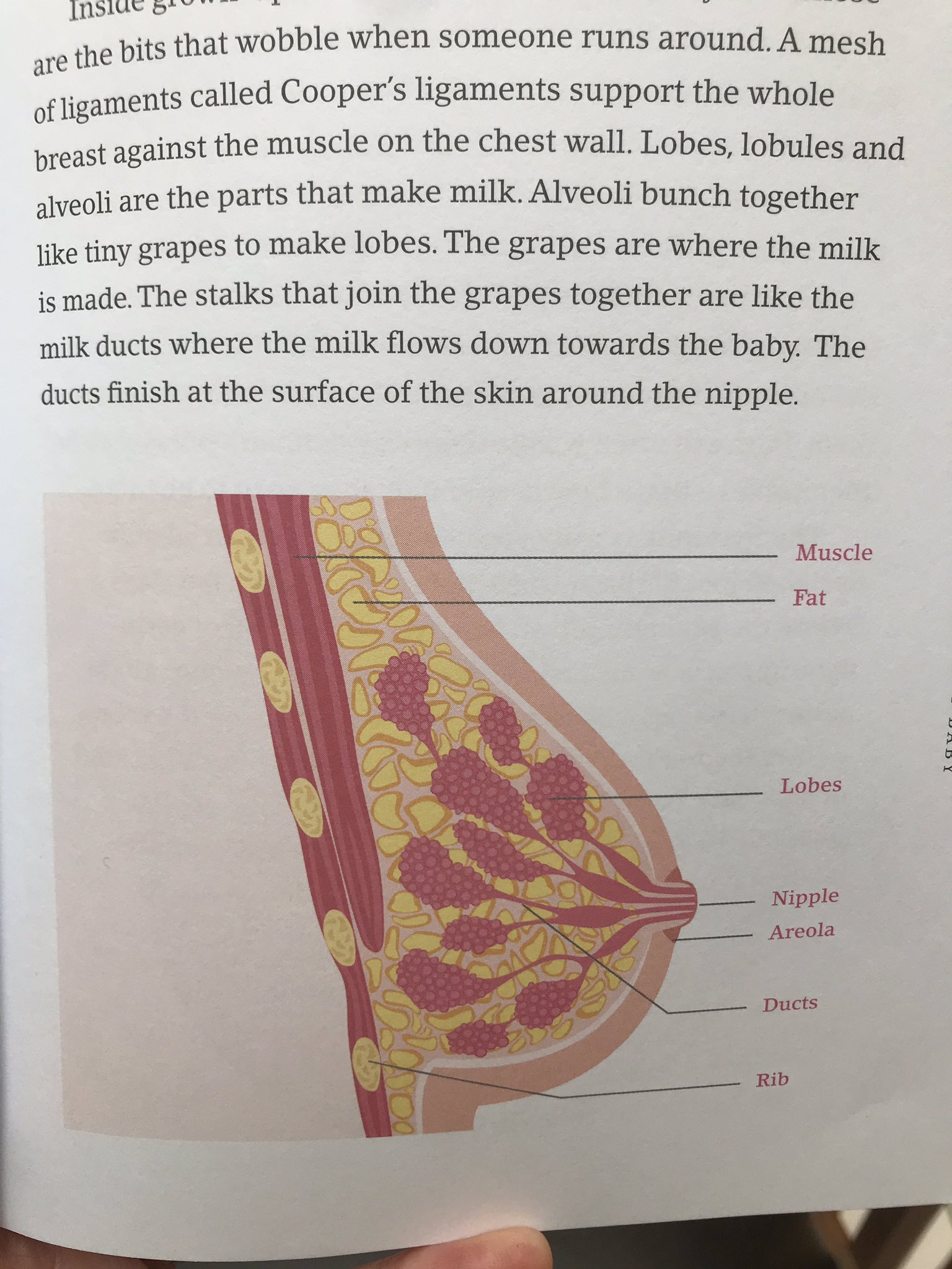 Areola meaning